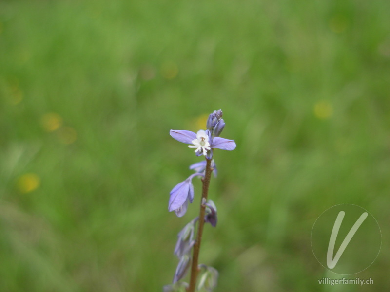 Gewöhnliche Wiesen-Kreuzblume: Übersicht